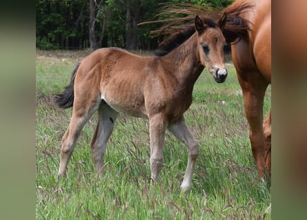 American Quarter Horse, Stute, , 150 cm, Brauner