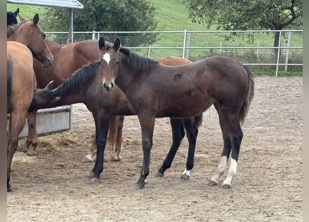 American Quarter Horse, Stute, Fohlen (04/2025), 150 cm, Buckskin