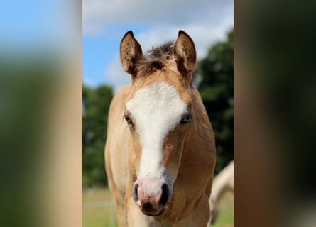 American Quarter Horse, Stute, Fohlen (05/2024), 150 cm, Buckskin