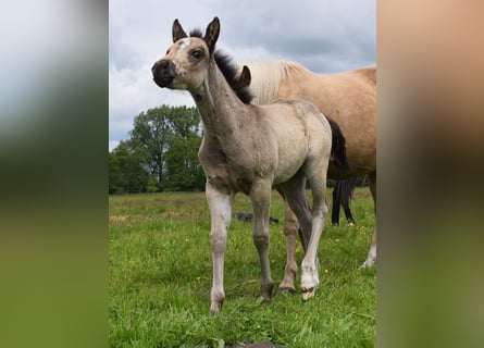 American Quarter Horse, Stute, , 150 cm, Buckskin