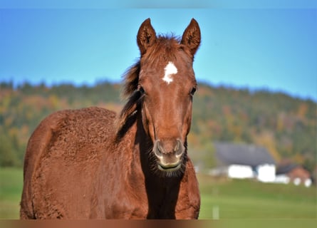 American Quarter Horse, Stute, Fohlen (03/2023), 150 cm, Dunkelfuchs