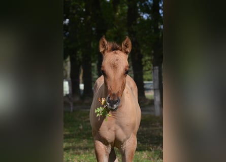 American Quarter Horse, Stute, Fohlen (07/2025), 150 cm, Falbe