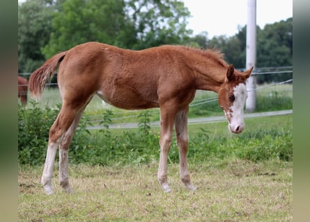 American Quarter Horse, Stute, , 150 cm, Fuchs