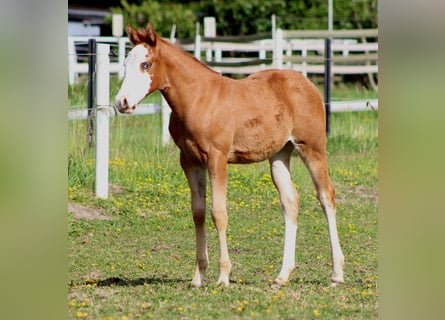 American Quarter Horse, Stute, , 150 cm, Fuchs