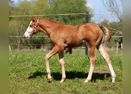 American Quarter Horse, Stute, , 150 cm, Fuchs