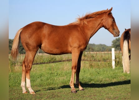 American Quarter Horse, Stute, Fohlen (03/2026), 150 cm, Fuchs