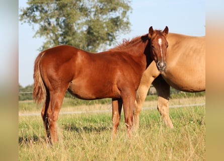 American Quarter Horse, Stute, Fohlen (04/2026), 150 cm, Fuchs
