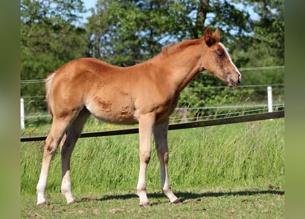 American Quarter Horse, Stute, Fohlen (03/2026), 150 cm, Fuchs