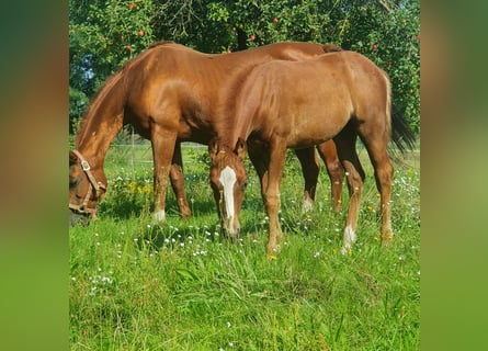 American Quarter Horse, Stute, Fohlen (06/2023), 150 cm, Fuchs