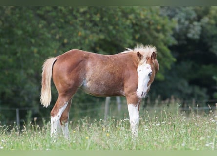 American Quarter Horse, Stute, Fohlen (03/2024), 150 cm, Fuchs