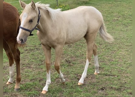 American Quarter Horse, Stute, Fohlen (04/2023), 150 cm, Palomino