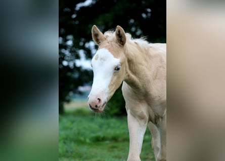 American Quarter Horse, Stute, Fohlen (05/2026), 150 cm, Palomino