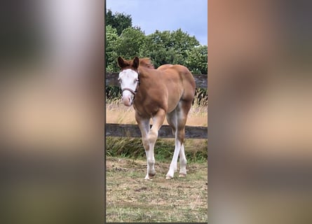 American Quarter Horse, Stute, Fohlen (05/2026), 150 cm, Red Dun