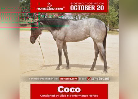 American Quarter Horse, Stute, Fohlen (06/2025), 150 cm, Roan-Bay