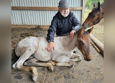 American Quarter Horse, Stute, Fohlen (05/2025), 150 cm, Roan-Bay