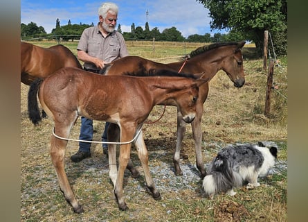 American Quarter Horse, Stute, , 150 cm, Roan-Bay