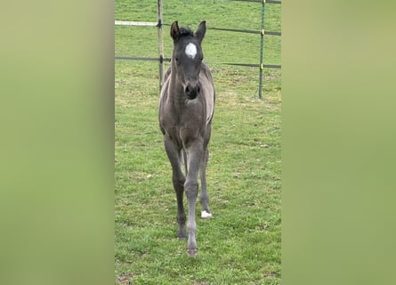 American Quarter Horse, Stute, , 150 cm, Roan-Blue
