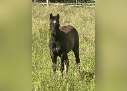 American Quarter Horse, Stute, , 150 cm, Roan-Blue
