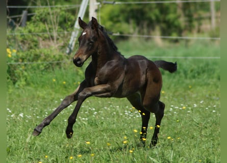 American Quarter Horse, Stute, Fohlen (04/2025), 150 cm, Schwarzbrauner
