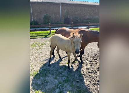 American Quarter Horse Mix, Stute, Fohlen (02/2024), 151 cm, Buckskin