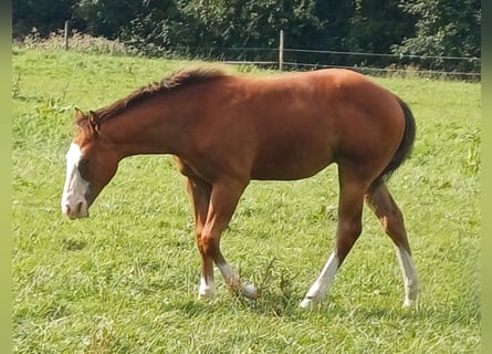 American Quarter Horse, Stute, Fohlen (03/2025), 152 cm, Brauner