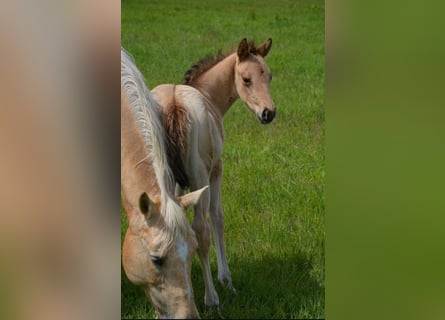 American Quarter Horse, Stute, Fohlen (04/2026), 152 cm, Buckskin