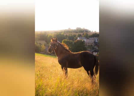 American Quarter Horse, Stute, Fohlen (05/2025), 152 cm, Buckskin