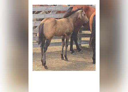 American Quarter Horse, Stute, Fohlen (05/2025), 152 cm, Buckskin