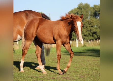 American Quarter Horse, Stute, Fohlen (03/2026), 152 cm, Dunkelfuchs