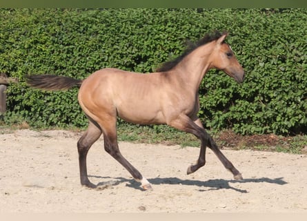 American Quarter Horse, Stute, Fohlen (03/2026), 152 cm, Falbe