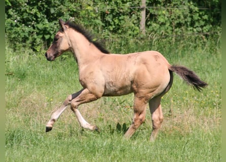 American Quarter Horse, Stute, Fohlen (03/2026), 152 cm, Grullo