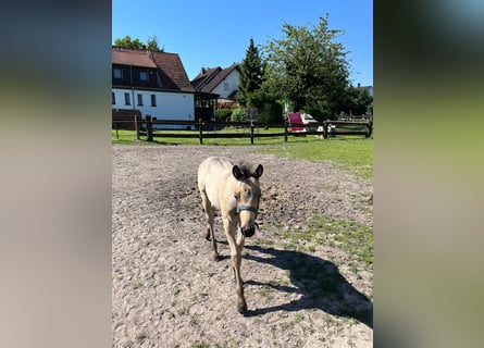 American Quarter Horse, Stute, Fohlen (05/2024), 153 cm, Buckskin