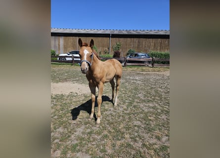 American Quarter Horse, Stute, Fohlen (04/2026), 155 cm, Fuchs
