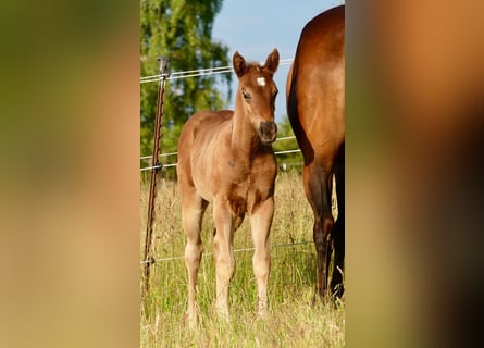 American Quarter Horse, Stute, Fohlen (05/2024), 155 cm