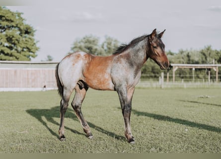 American Quarter Horse, Stute, Fohlen (04/2024), 160 cm, Roan-Bay