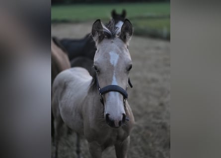 American Quarter Horse, Stute, Fohlen (03/2026), Buckskin