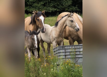 American Quarter Horse, Stute, Fohlen (03/2026), Buckskin