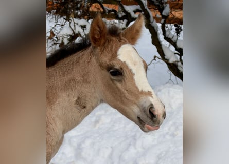 American Quarter Horse, Stute, Fohlen (01/2026), Buckskin