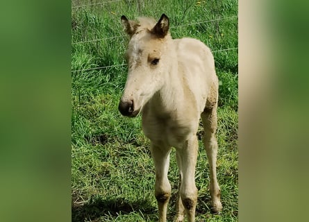 American Quarter Horse, Stute, Fohlen (01/2023), Buckskin