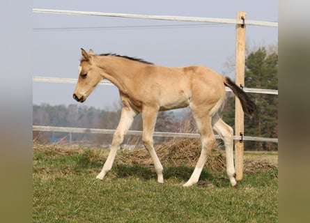 American Quarter Horse, Stute, Fohlen (02/2026), Buckskin