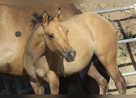 American Quarter Horse, Stute, Fohlen (05/2026), Buckskin
