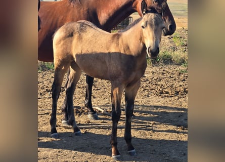 American Quarter Horse, Stute, Fohlen (05/2025), Buckskin
