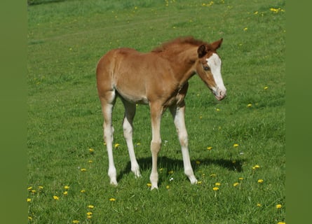 American Quarter Horse, Stute, Fohlen (01/2026), Fuchs