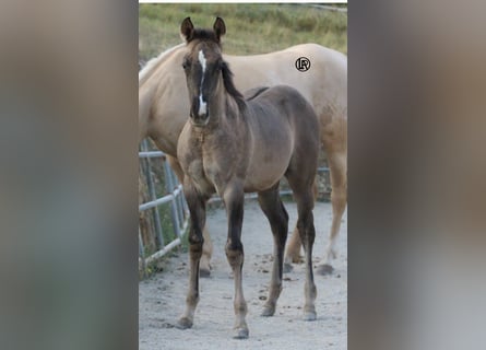 American Quarter Horse, Stute, Fohlen (04/2026), Grullo