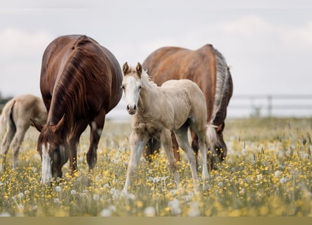 American Quarter Horse, Stute, Fohlen (04/2026), Palomino