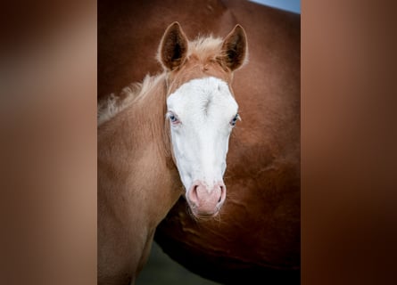 American Quarter Horse, Stute, , Palomino