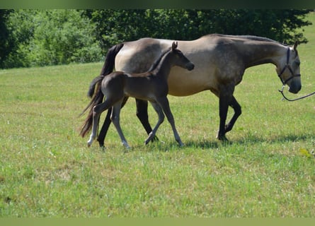 American Quarter Horse, Stute, Fohlen (06/2023), Rappe