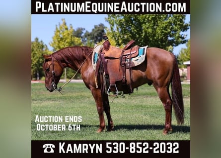 American Quarter Horse, Wałach, 10 lat, 137 cm, Bułana