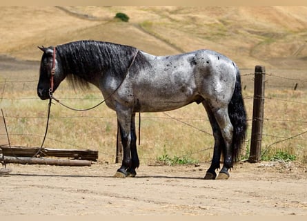 American Quarter Horse, Wałach, 10 lat, 142 cm, Karodereszowata