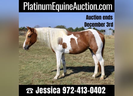 American Quarter Horse, Wałach, 10 lat, 145 cm, Ciemnokasztanowata